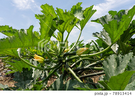 畑に実る夏野菜 ズッキーニの栽培 （5月）の写真素材 [78913414] - PIXTA