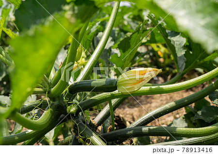 畑に実る夏野菜 ズッキーニの栽培 5月 家庭菜園の写真素材