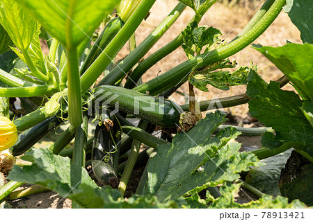 畑に実る夏野菜 ズッキーニの栽培 5月 家庭菜園の写真素材