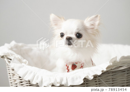 カゴに入った白いロングコートチワワ 78913454