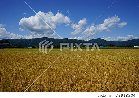 麦秋　ゆきちから 78913504