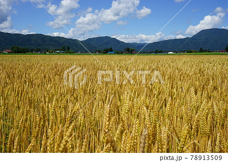 麦秋 ゆきちから 麦秋 ゆきちから 78913509