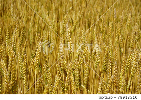 麦秋　ゆきちから 78913510