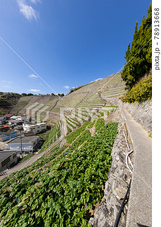 遊子水荷浦の段畑（愛媛県宇和島市） 78913668
