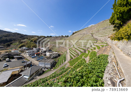 遊子水荷浦の段畑（愛媛県宇和島市） 78913669
