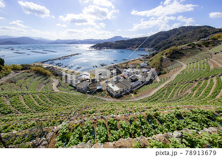 遊子水荷浦の段畑（愛媛県宇和島市） 78913679