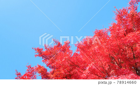 紅葉と青空 78914660