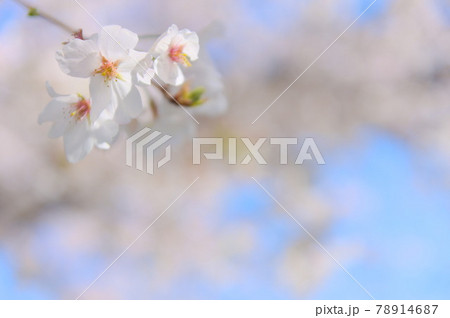 2021桜 2021桜 78914687