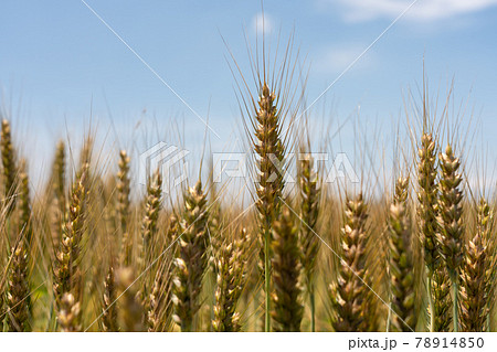 緑から黄金色へと近づく小麦畑 5月 小麦の穂の写真素材