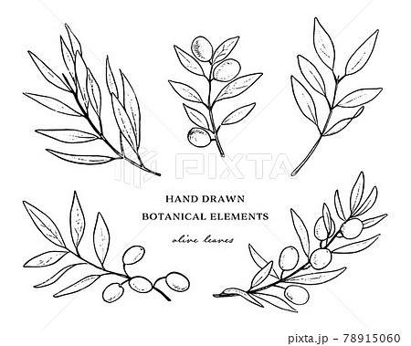 手描きのボタニカル素材オリーブの葉のイラスト素材