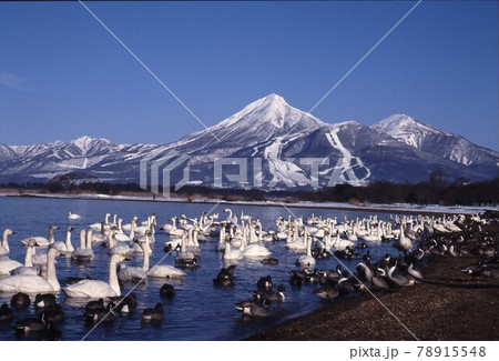 猪苗代湖の冬の風物詩、白鳥。雪の磐梯山を背景に湖畔に群れている。 78915548
