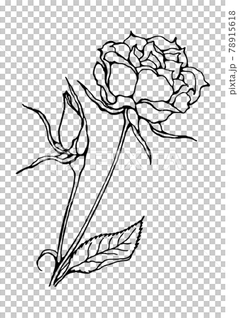 黑白線描玫瑰圖 78915618