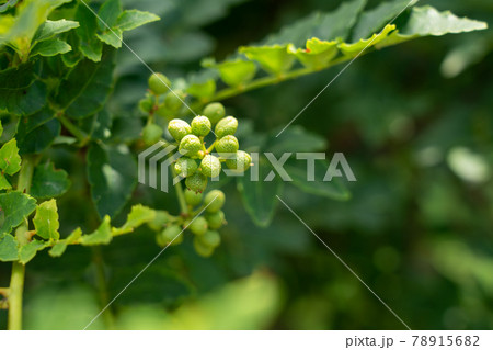 新緑の中の山椒の実 実山椒 (5月) 家庭菜園 新緑の中の山椒の実 実山椒 (5月) 家庭菜園 78915682