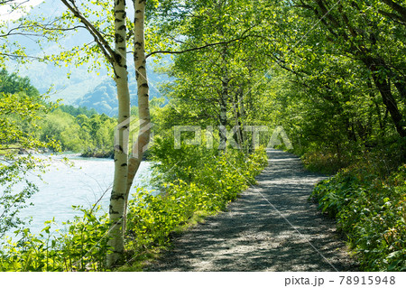 梓川沿いの遊歩道、上高地6月 78915948