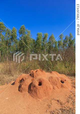 インド_蟻塚のある風景 78916413