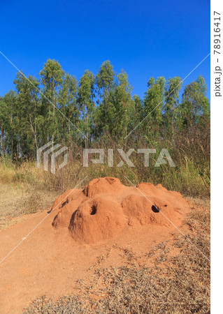 インド_蟻塚のある風景 78916417