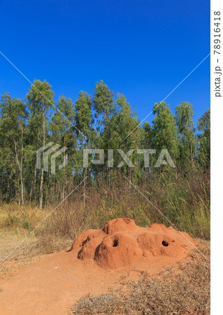 インド_蟻塚のある風景 78916418