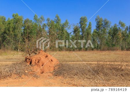 インド_蟻塚のある風景 78916419