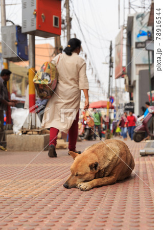 インド_野犬のいる街角風景 インド_野犬のいる街角風景 78916544