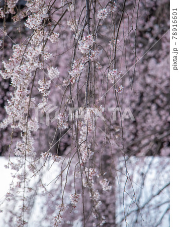 枝垂桜 枝垂桜 78916601