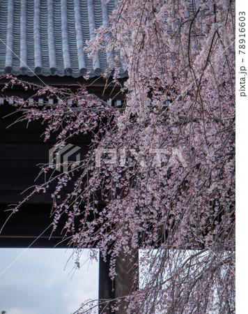 枝垂桜　 78916603