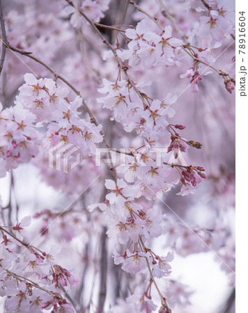 枝垂桜　 78916604