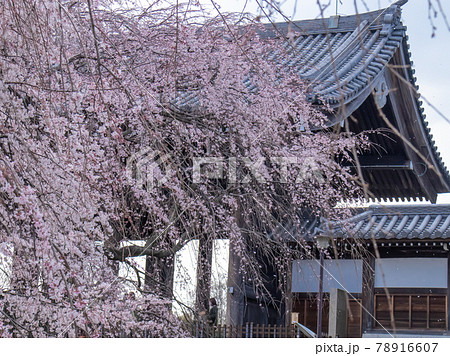 枝垂桜 枝垂桜 78916607