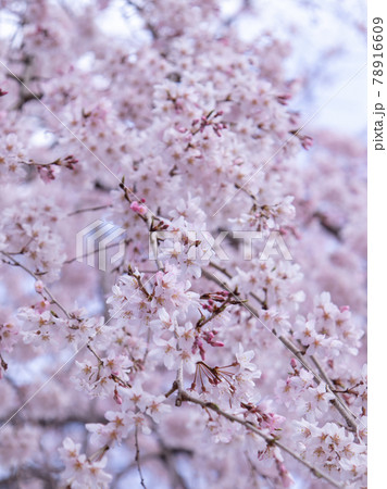 枝垂桜　 78916609