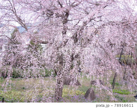 枝垂桜　 78916611
