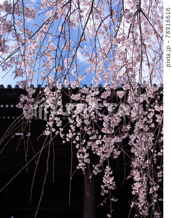 枝垂桜　 78916616