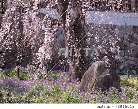 枝垂桜　 78916618