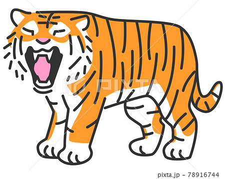 吠えているようにあくびをする虎のイラスト素材 [78916744] - PIXTA