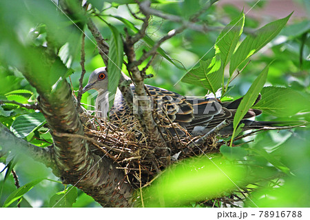 キジバト　抱卵から巣立ちまで 78916788