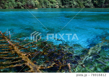 中国四川省　九寨溝の湖沼群　五花海の青い水 78916812