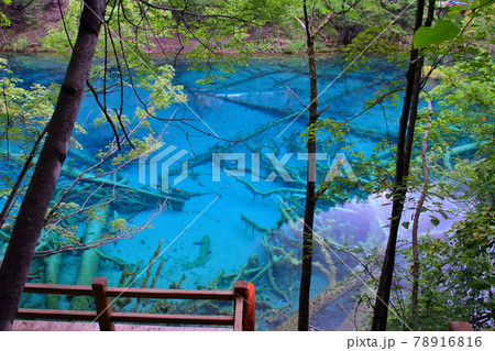 中国四川省 九寨溝の湖沼群 五花海の青い水 中国四川省 九寨溝の湖沼群 五花海の青い水 78916816