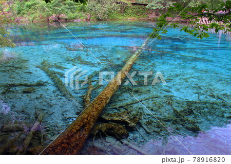 中国四川省　九寨溝の湖沼群　五花海の青い水 78916820