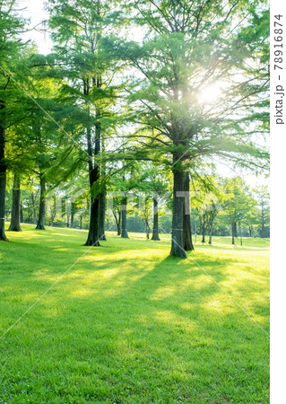 公園の芝・木・こかげ・木漏れ日　（蒜山高原） 78916874