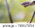 An abstract background that conveys the freshness of nature 78917054