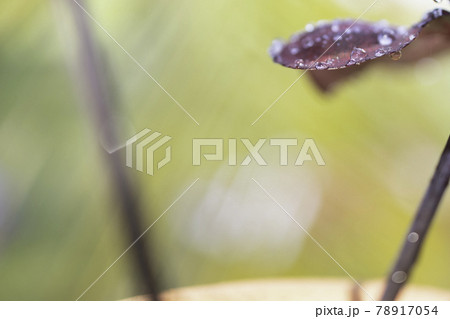 An abstract background that conveys the freshness of nature 78917054