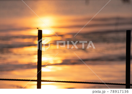 とんぼ シルエット 夕焼け 湖 78917136