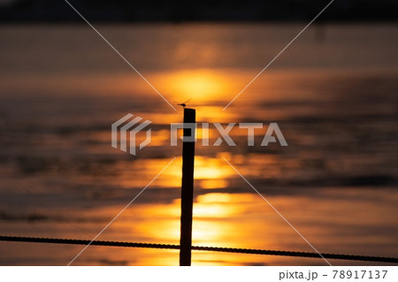 とんぼ シルエット 夕焼け 湖 78917137