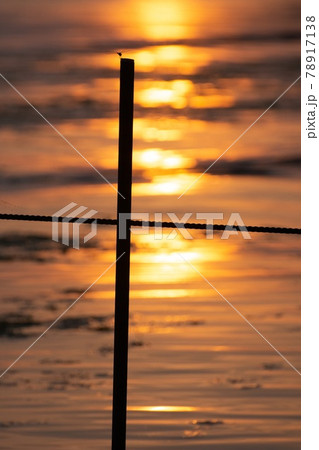 とんぼ シルエット 夕焼け 湖 とんぼ シルエット 夕焼け 湖 78917138