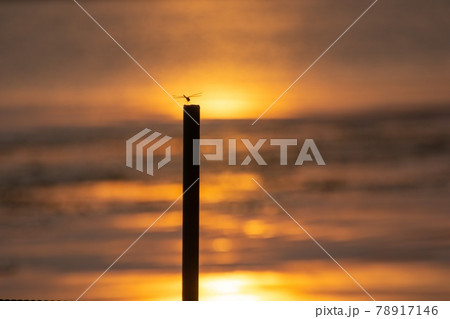 とんぼ シルエット 夕焼け 湖 とんぼ シルエット 夕焼け 湖 78917146