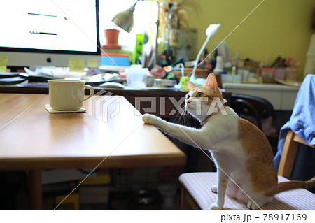 ginger cat need some coffee ginger cat need some coffee 78917169