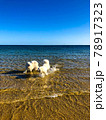 Two happy dogs play in the water. 78917323