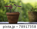 A caladium tree with red leaves in an earthenware pot  78917358