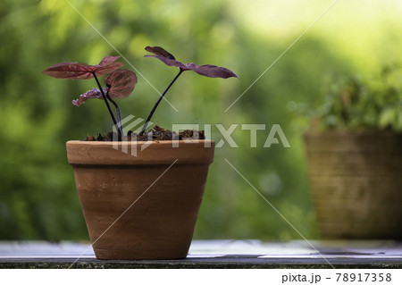 A caladium tree with red leaves in an earthenware pot A caladium tree with red leaves in an earthenware pot 78917358