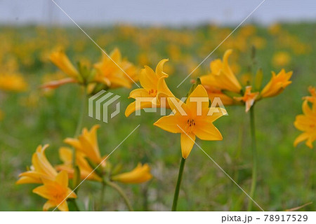 北海道　花　草原のエゾカンゾウの花々と空　写真素材　6月【撮影地：北海道】 78917529