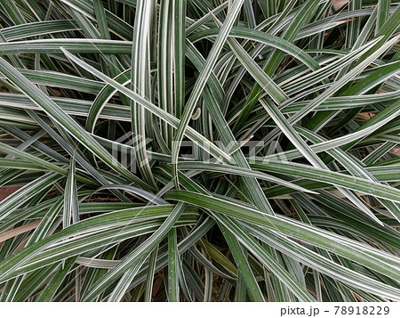 一面の斑入ヤブラン 78918229