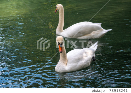 Two graceful white swans swim in the dark water. Two graceful white swans swim in the dark water. 78918241